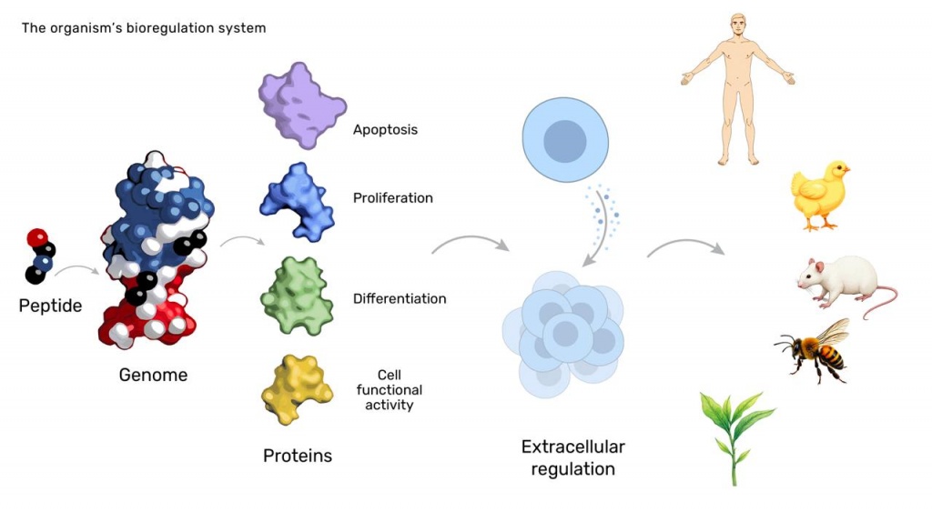 Das Bioregulationssystem des Organismus
